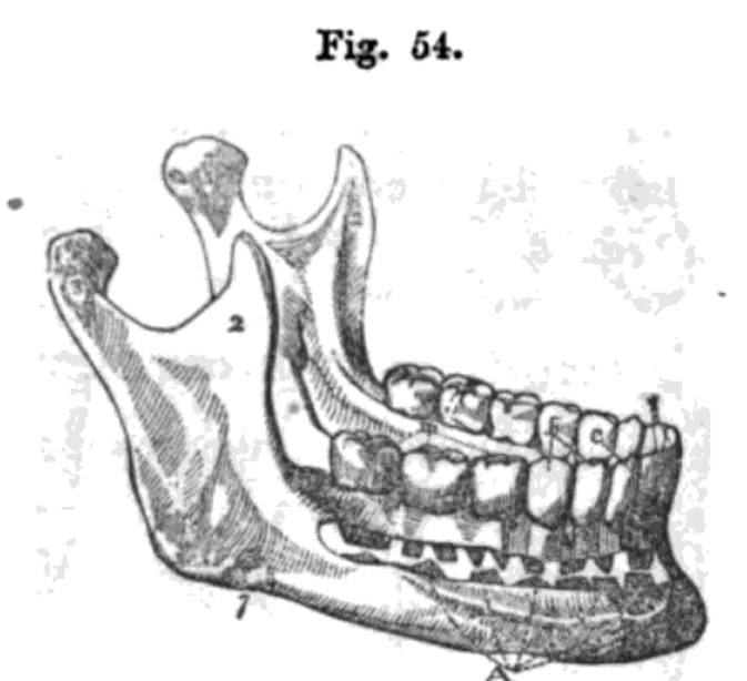Fig. 54.Jbg{_
