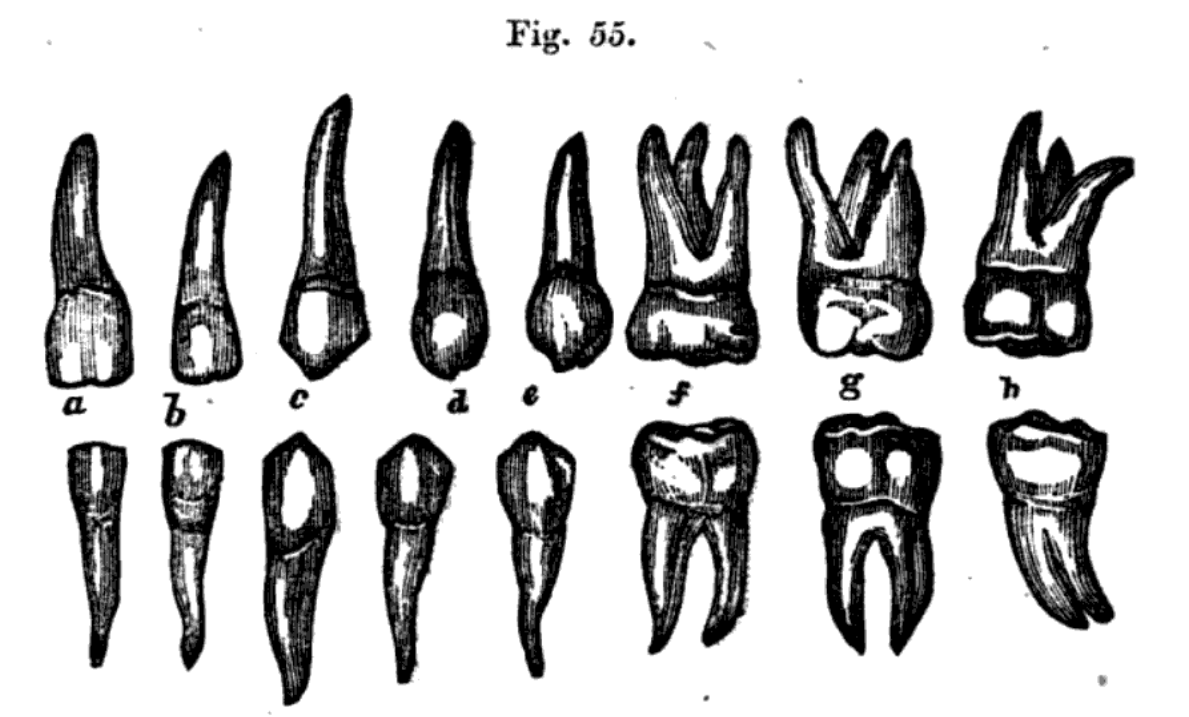 Fig.55._Jbg{