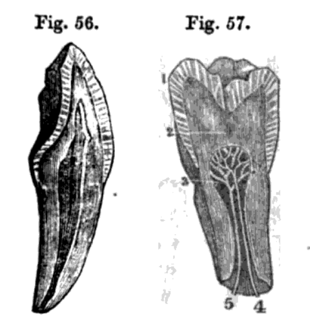 Fig.56 Fig.57._Jbg{
