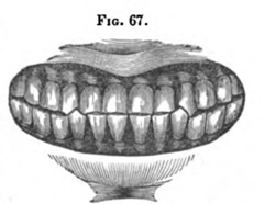 Fig.67.
