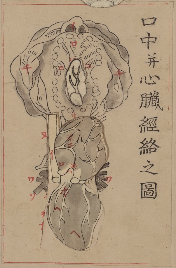 1772_和蘭全内外分合図_口中并心臓経絡ノ圖