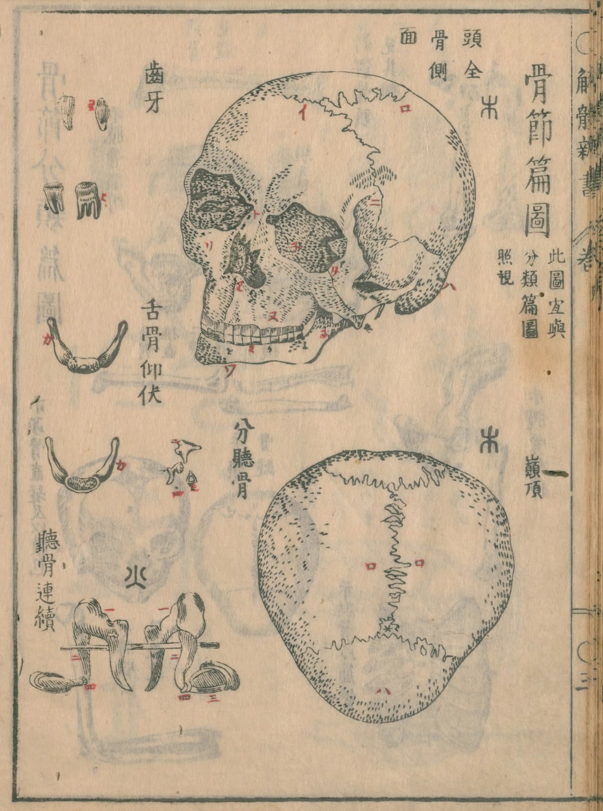 1774_解體新書_骨節圖