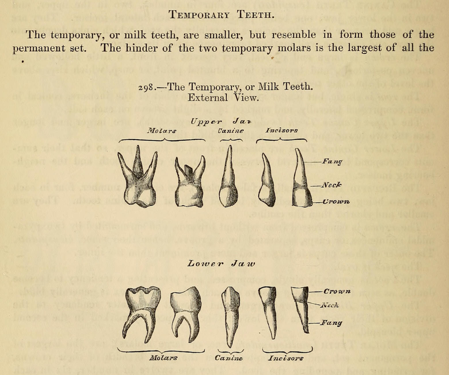 1858_Gray's Anatomy_乳歯