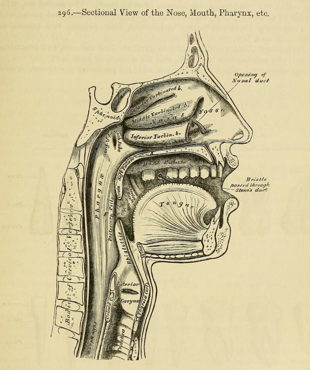1858_Gray's Anatomy_口腔