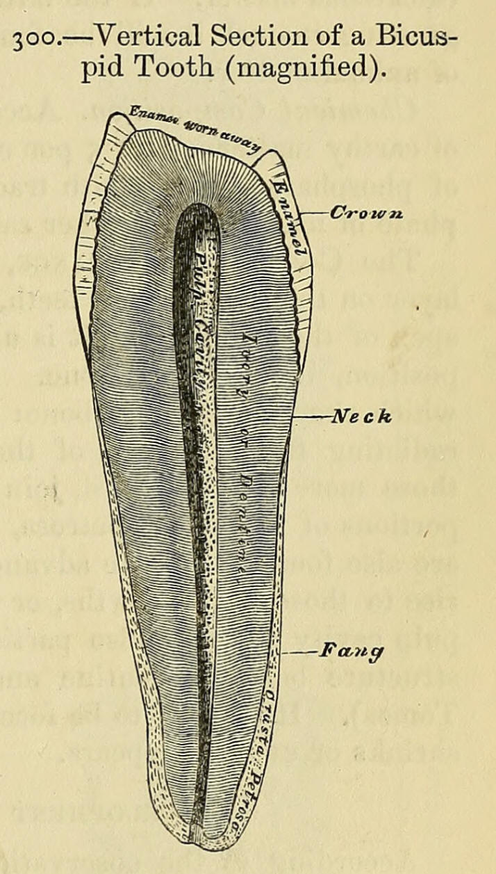 1858_Gray's Anatomy_Teeth 2