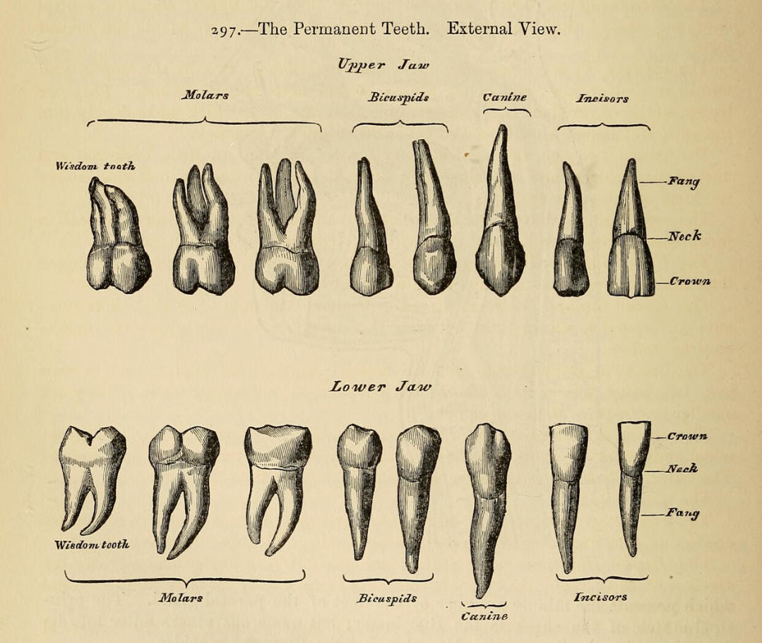 1858_Gray's Anatomy_teeth