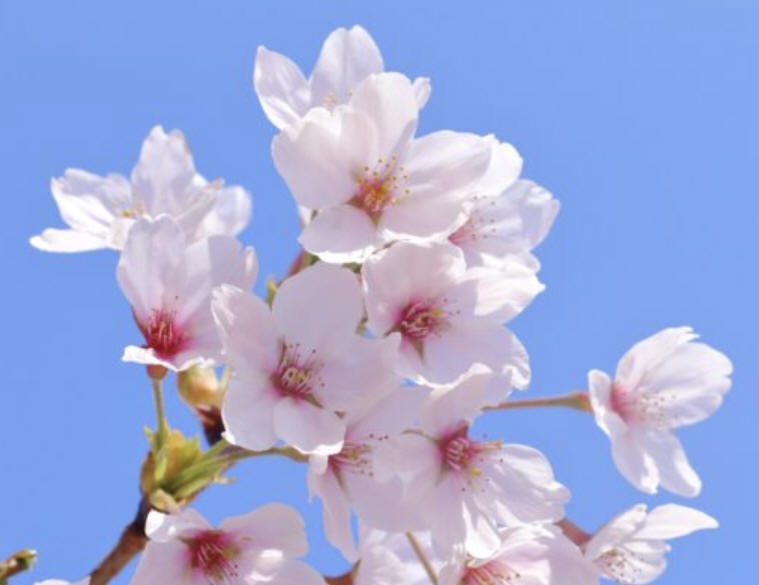 桜