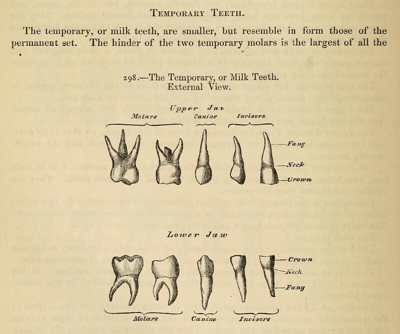1858_Gray's Anatomy_����