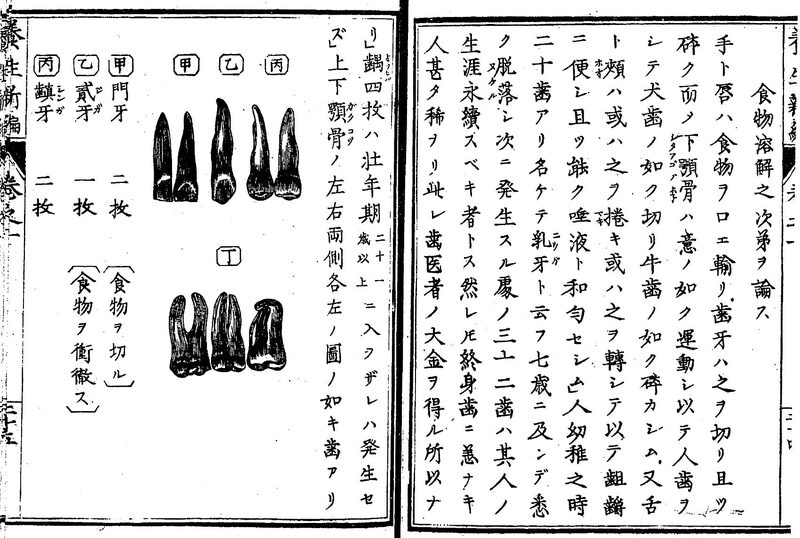 1872_�{���V�_1